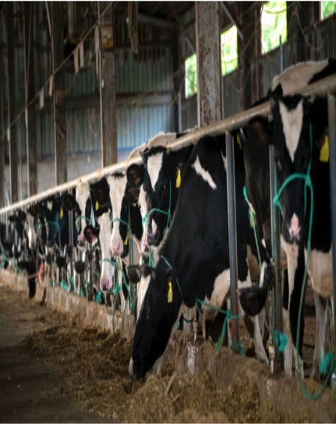 牛糞轉子泵價格是否非常昂貴